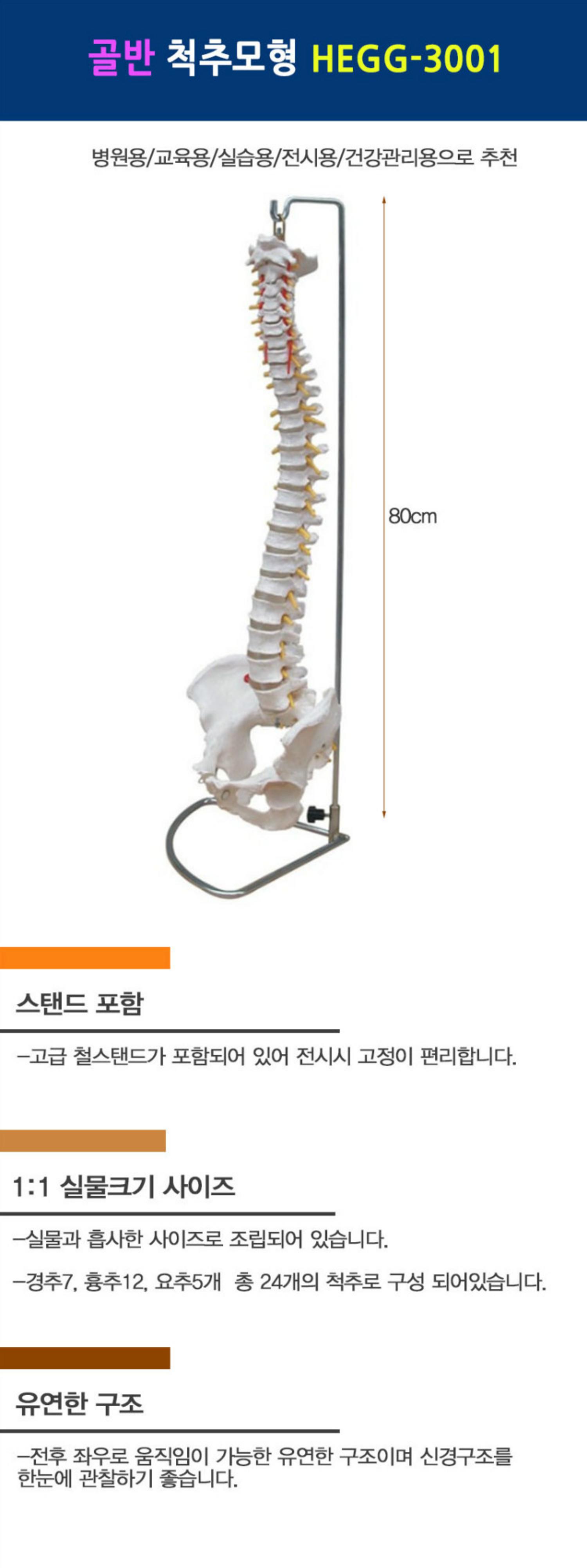 [한의]골반 척추 모형