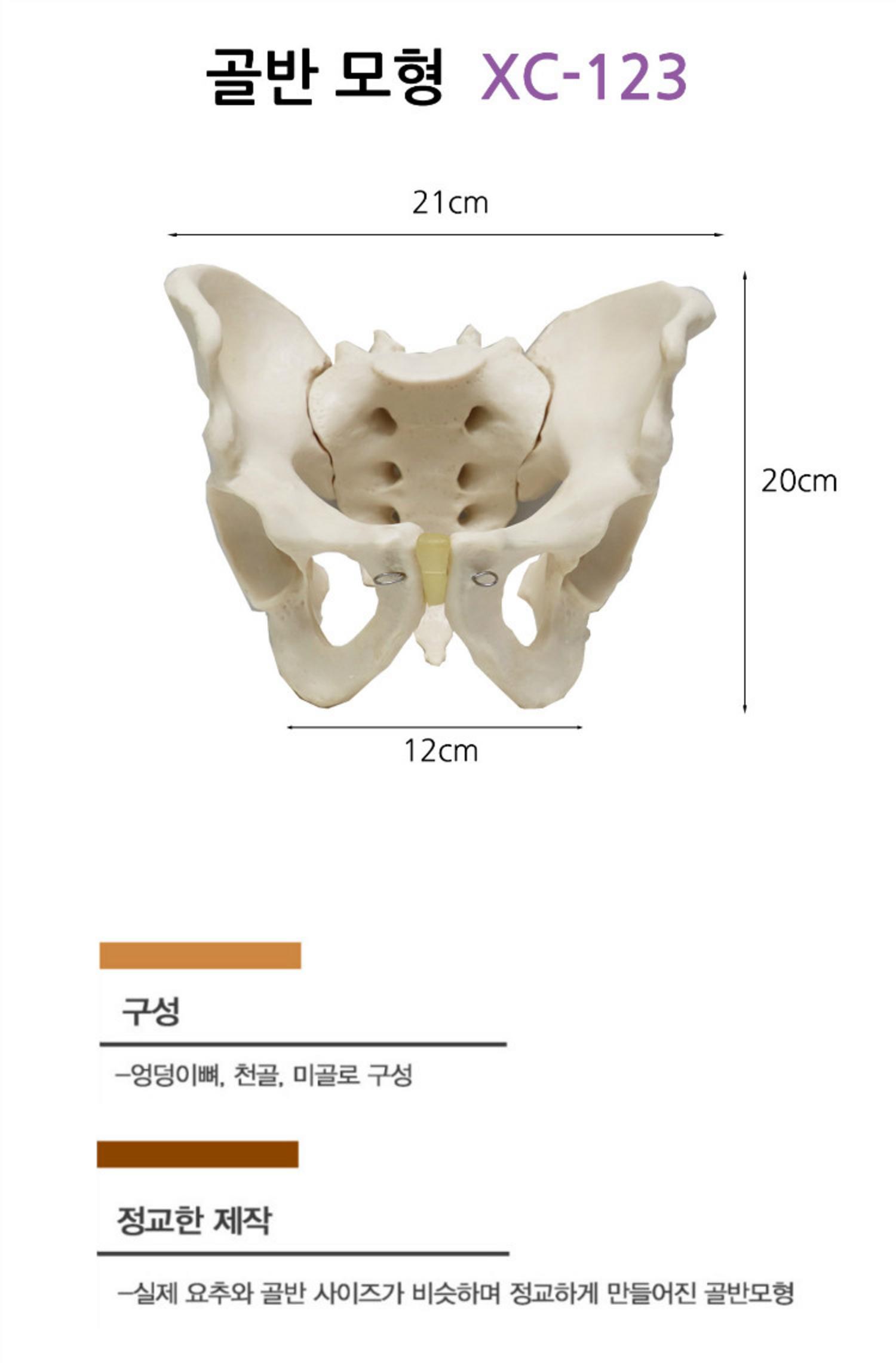 골반모형