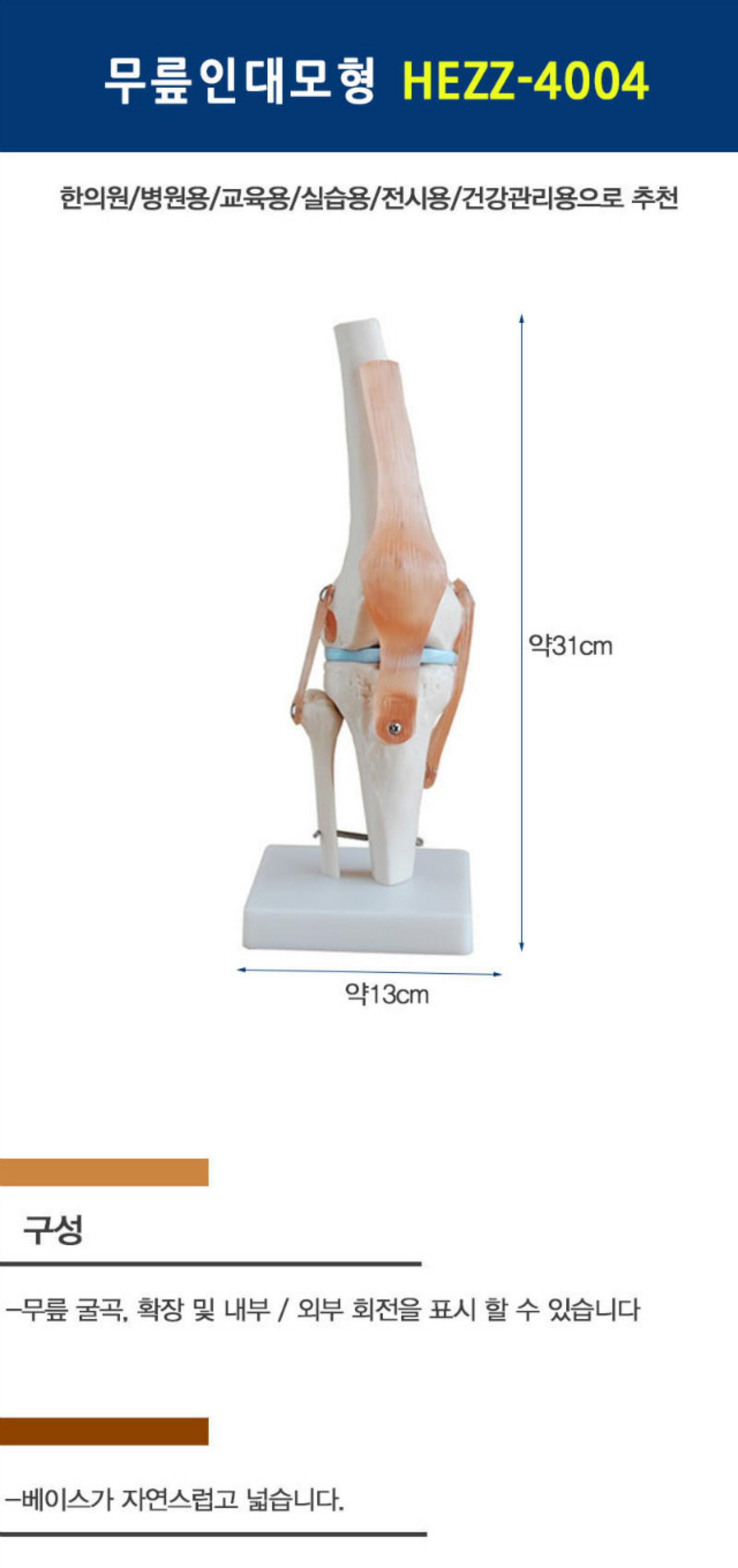 [한의]무릎 인대 모형