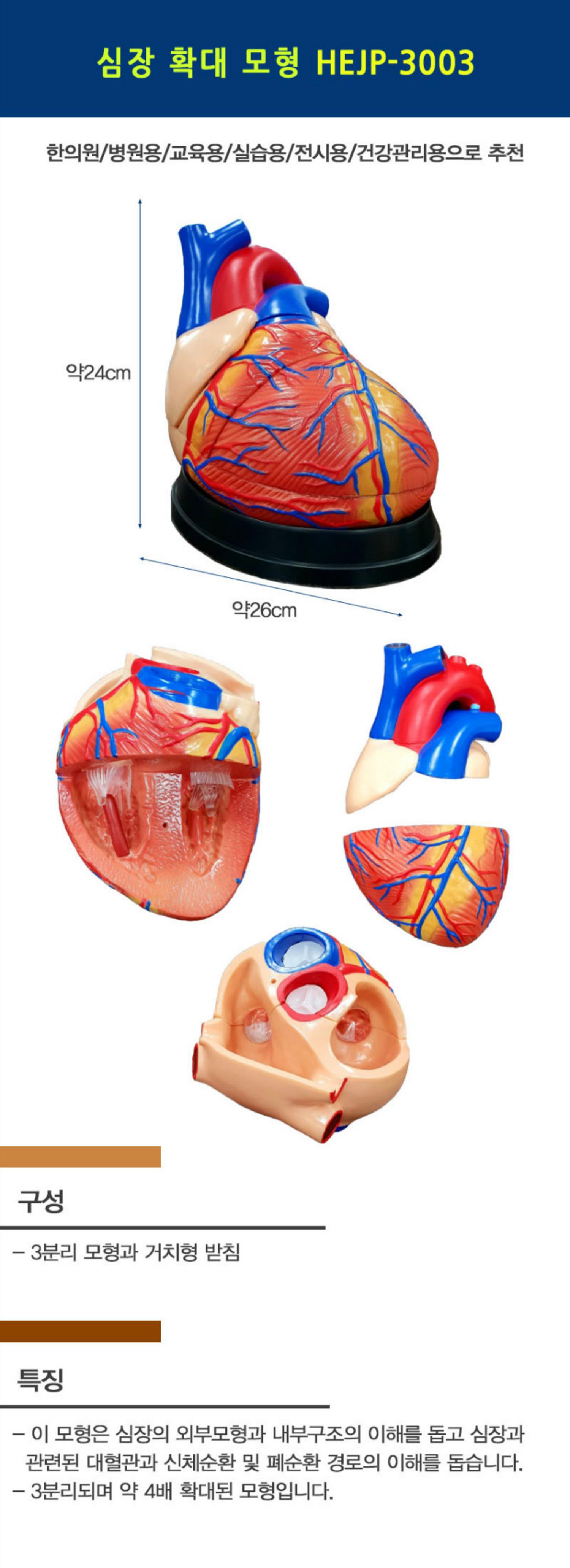 [한의]심장 확대 모형