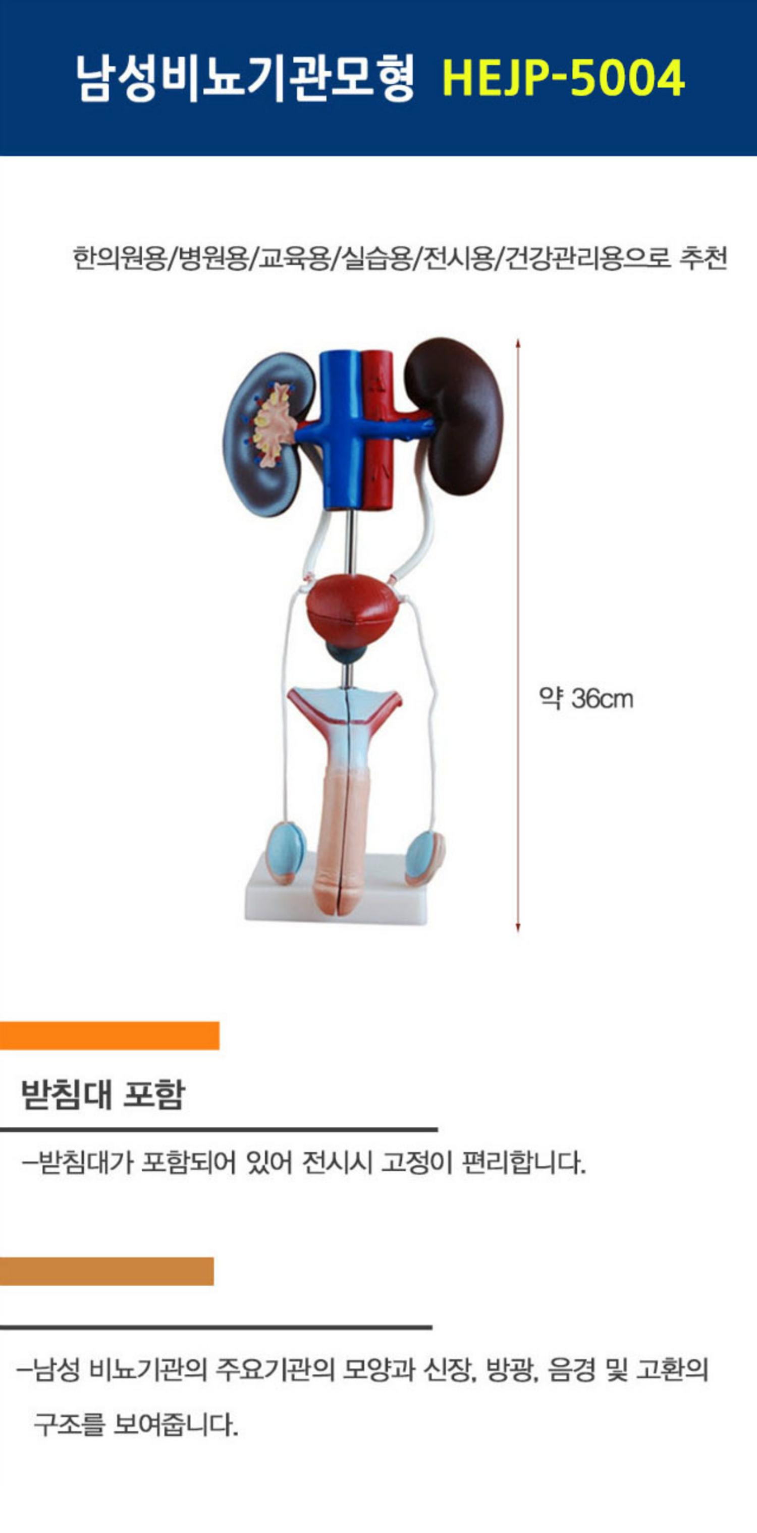 [한의]남성 비뇨기관 모형