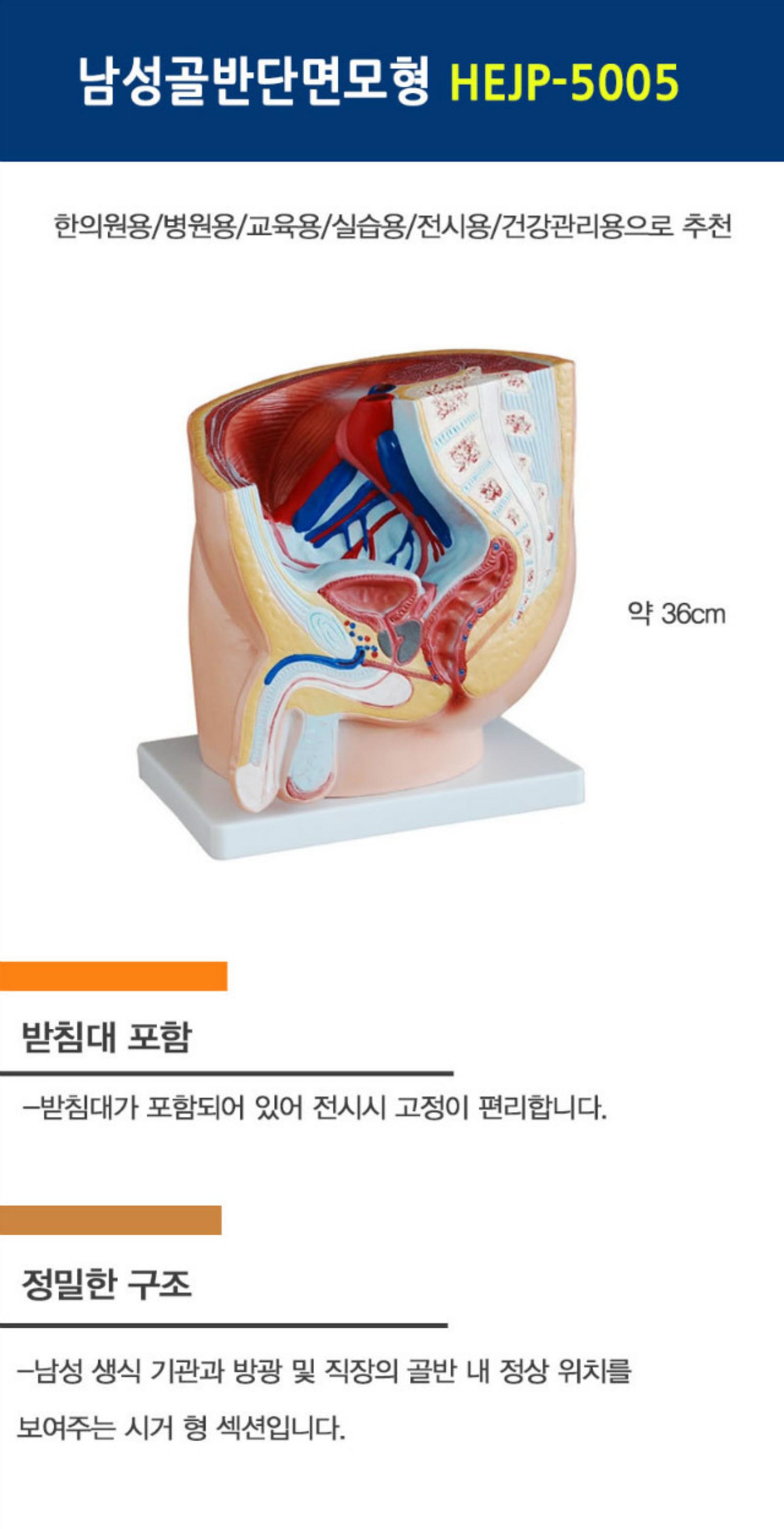 [한의]남성 골반단면 모형