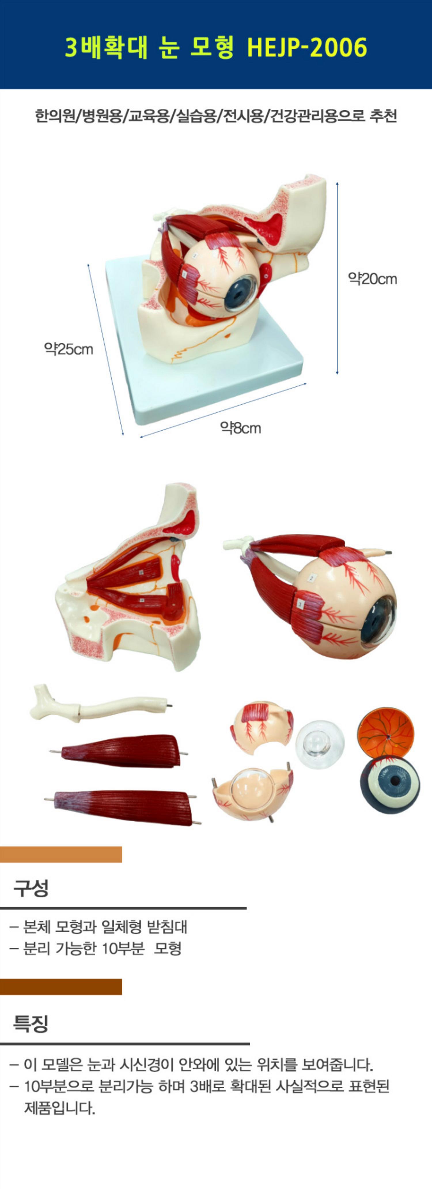 [한의]3배확대 눈 모형