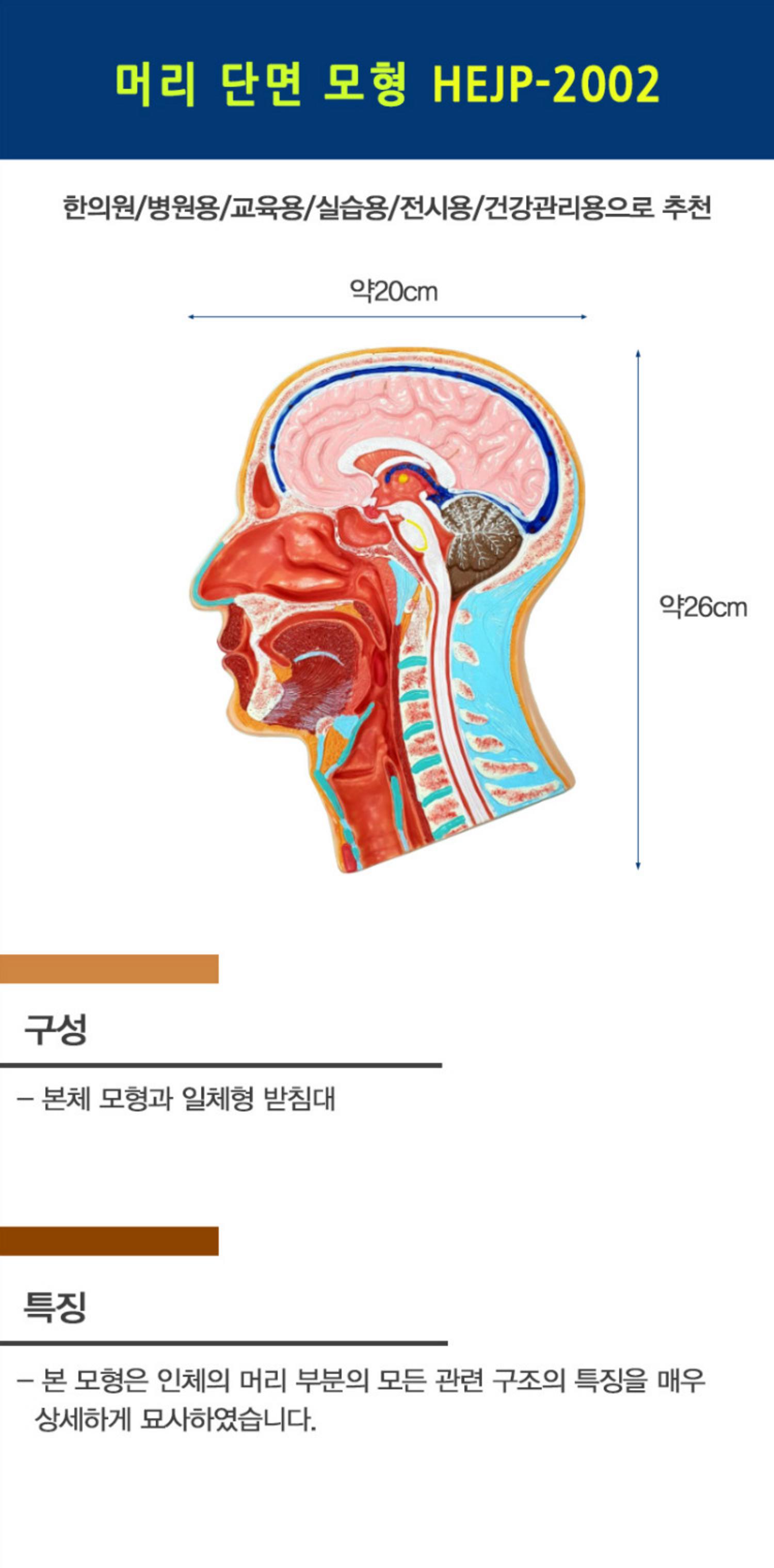 [한의]머리 단면 모형